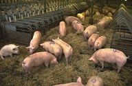 Spam manufacturer improves sow welfare