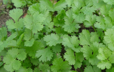 CDC reveals cyclospora source as Fresh cilantro from Mexico