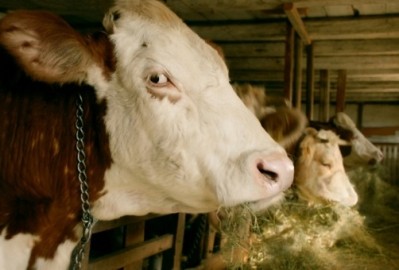 Guidance aims to promote humane handling at US slaughterhouses