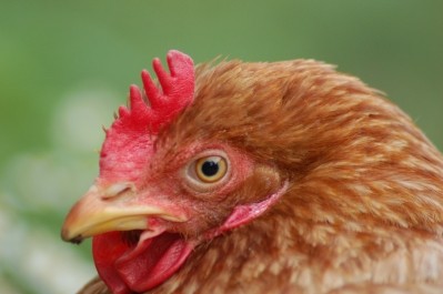 It is hoped that analysing how a chicken walks will help tackle non-airborne pathogens