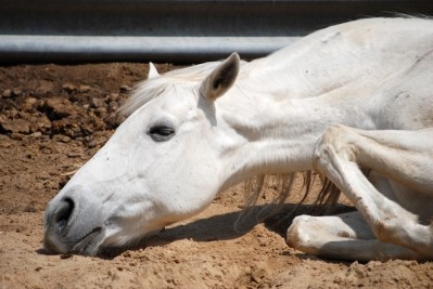 US livestock bodies intervene in horse slaughter lawsuit
