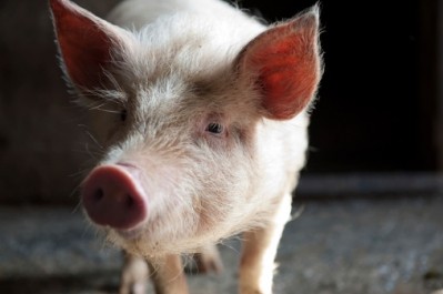 Canada wants a smooth flow of pork entering the US - it's largest export market