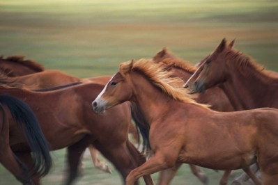 Americans are strongly opposed to eating the country's mustang horses 