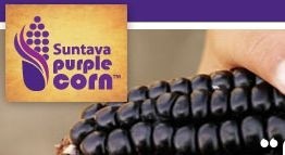 Suntava launches bid to elevate purple corn to superfood status