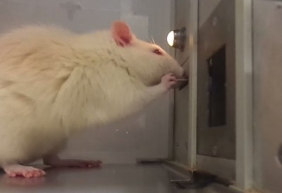 Unique taste evaluation system uses rats to identify new flavors