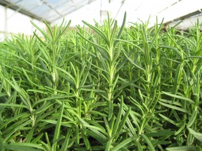 Rosemary extract sees ‘substantial growth’ in shelf extension