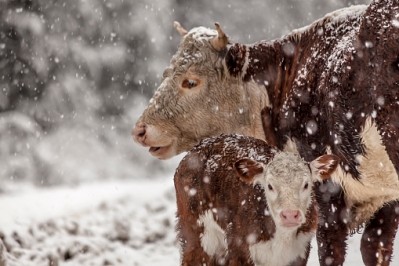 The USDA estimates the snow storm will result in a 32,000 drop in cattle slaughter