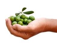 Unraveling the Mediterranean diet: The rise of olive polyphenols