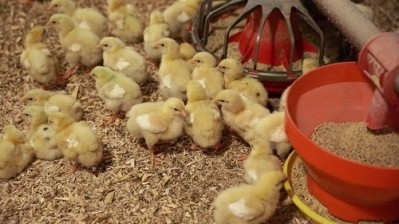 Tyson Foods introduces animal welfare measures