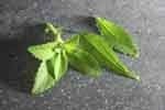 Stevia market share to explode in 2011, says report