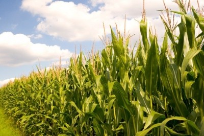 Corn prices remain 'stubbornly high'