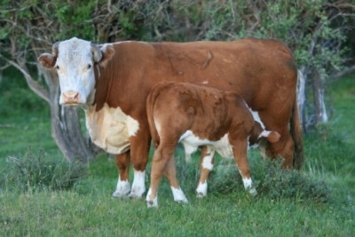 Grass-fed beef offers alternative to carcinogenic red meat