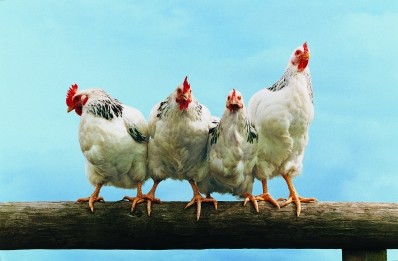 The product claims to support healthy immune function in poultry