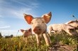 Study finds bacterial contamination in majority of US pork products tested