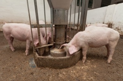 OTA sues USDA to implement final organic animal welfare rule