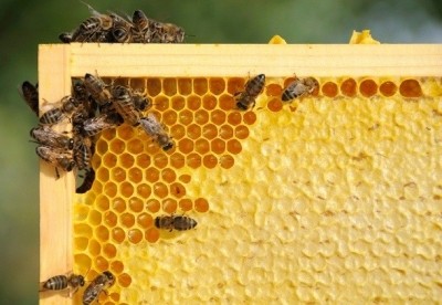 Nature Nate’s teams with Cornell to research bee health