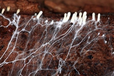 Mushroom mycelium. Picture: GettyImages-kichigin