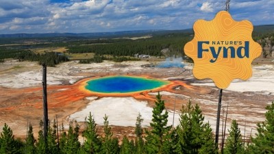 Video b-roll supplied by Nature's Fynd; captions applied by FoodNavigator-USA. Main image of Yellowstone National Park @GettyImages-Bill-Vorasate