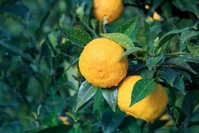Yuzu: 'Versatile with sour, tart notes similar to grapefruit with a hint of mikan orange...' Pic credit: @GettyImages-contrail1