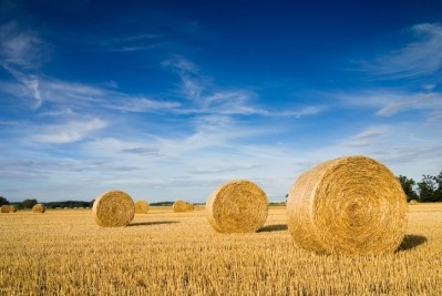 Comet Bio's process can use a range of feedstocks including wheat-straw, which is left over after wheat is harvested (Picture: GettyImages-dusipuffi)
