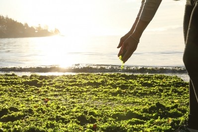 Under the sustainable sea(weeds): gimme Seaweed talks eco-friendly and organic snacks