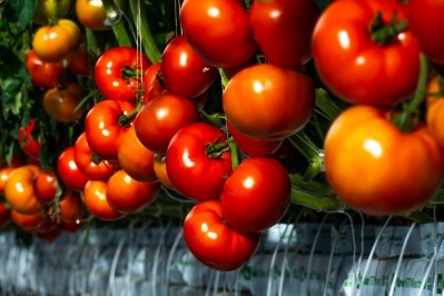 AppHarvest releases first tomato harvest to mass retail