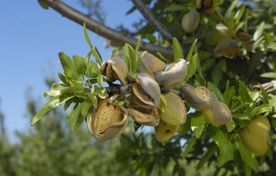 Almond hulls the next big upcycled ingredient? Mattson shares research into potential