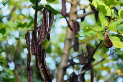 The price of locust bean gum (carob bean gum) "is on a steep, almost exponential increase," say hydrocolloid market watchers. Picture: GettyImages-bokeh105