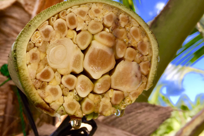 Unilever believes crop science will help strengthen its coconut supply chain / Pic: GettyImages-amynapaloha