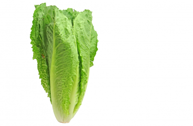 No common supplier, distributor or retailer has been identified but romaine lettuce is the suspected vehicle of infection
