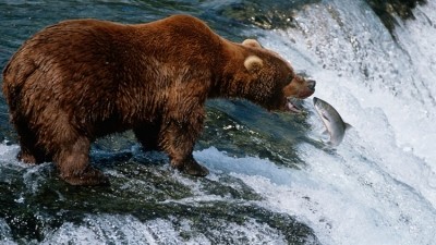 US cattle organisations question grizzly bear decision