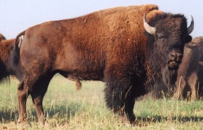 Buffalo industry demands clear labelling