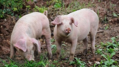 The website allows swine-farmers to see up-to-date cases of the virus across the US