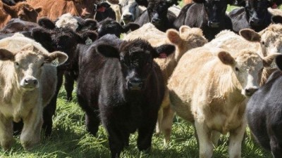 Beef sustainability programme success
