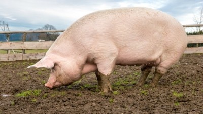 US pork sector wants end to trade disputes