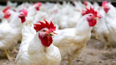 USDA tackles poultry disease