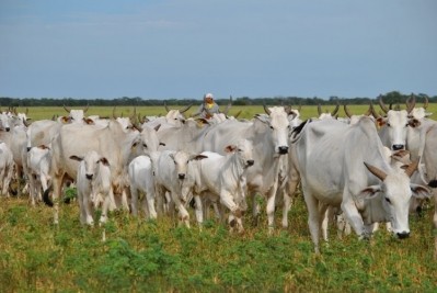 Brazil resumes beef exports to China