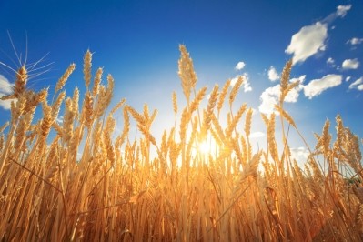 An NAD ruling has concluded that the processing steps used to convert wheat starch into a high fiber wheat dextrin used in some of GSK's Benefiber products mean the product should not be called "100% natural." ©Getty Images - stsmhn