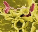 Breakthrough natural preservative kills foodborne bacteria - research