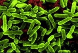 Panel of experts proposes monograph system to regulate probiotics claims in US