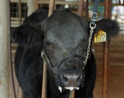 BSE detected in US dairy cow