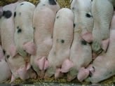 Brazilian pork suppliers open door to US