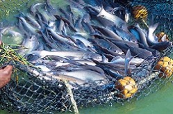Senators urge FDA to reassure public of Gulf seafood safety