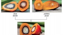 Palm oil genome map will boost yields and protect environment