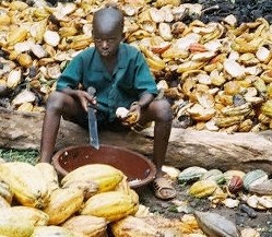 An estimated 284,000 children work on cocoa farms in West Africa, according to studies. Photo Credit: ILRF