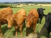 Positive outlook for US beef exports