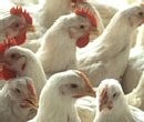Snyder’s-Lance starts switch to cage-free eggs