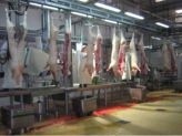 Veal slaughtering practices to be reviewed