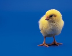 Researchers examine poultry health alternatives