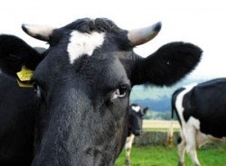 Average US milk consumption slumps 8 percent in past decade